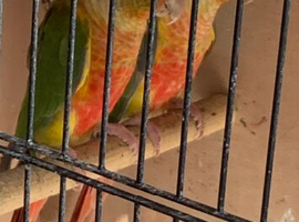 Proven many times pineapple conures