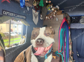 3yr old American staff looking for forever home