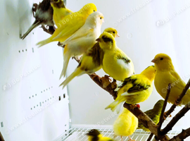 Fife Canaries available for sale