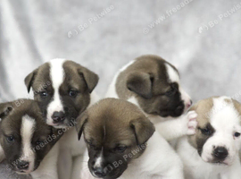 Stunning F1 American Akita x American Bulldog Puppies