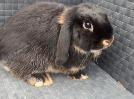 Female rabbit