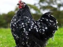 PEKIN BANTAM HATCHING EGGS / eggs laid daily / ready to send 24 hour tracked post