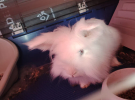 2 years old white decorative rabbit with cage, some food