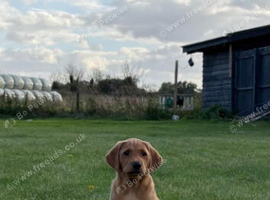 3 health checked Labrador puppies