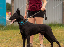 Working Dutch Herder