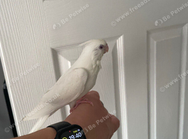 9 week old hand reared cockatiel
