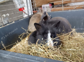 Baby bunny for sale