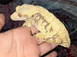 Extreme cream harlequin