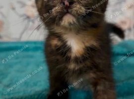 2 beautiful female kittens