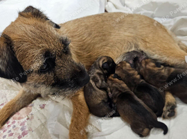 BORDER TERRIER PUPPIES