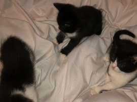 Tuxedo kittens