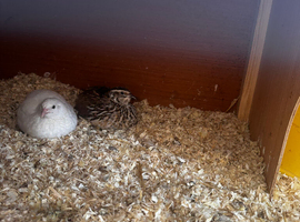 Jumbo coturnix quail