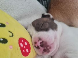 Staff cross American bulldog dog puppy