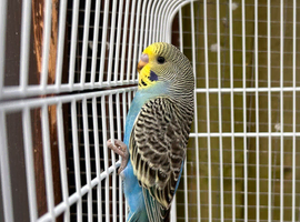 Baby Budgies.