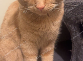 Cat for sale
