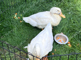 2 family friendly ducks