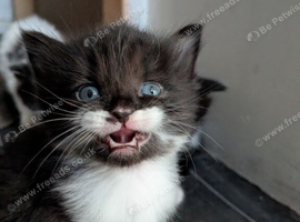1/4 ragdoll kittens
