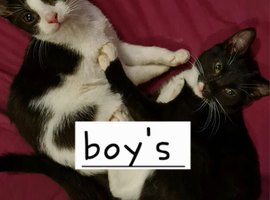 Male kittens