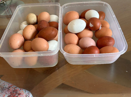 Chicken for sale