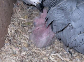 African grey babies for sale
