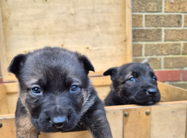Dutch hurder puppys