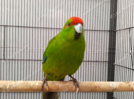 Kakariki