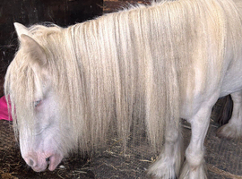 11.2 4 year old con mare