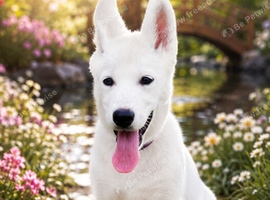 Happy husky female pup. Had second injection