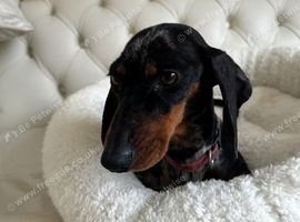 Gorgeous Girl Dachshund