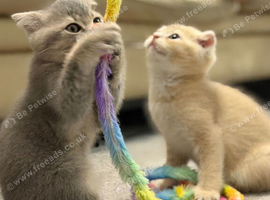 Full Pedigree TICA Kittens