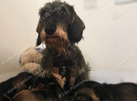 Standard Wirehair dachshund