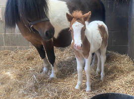Brood mare