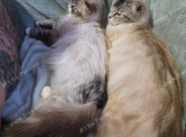 Ragdoll X kittens boys/girls