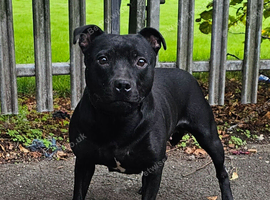 Stunning Female Available