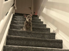 Female puppy frenchie