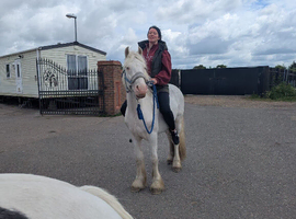 Cremello cob 3 years old
