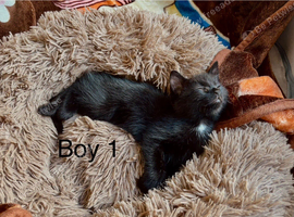 Beautiful little male kitten