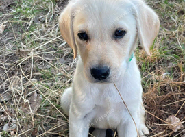 9 stunning Labradors