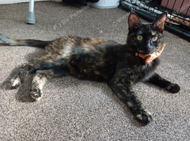 Beautifull Willow, tortie, looking for a loving home.