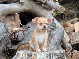 Puppy chihuahua puppy for sale