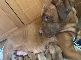 Boerboel cross ridgeback