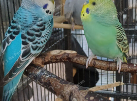 Pair of young cocks