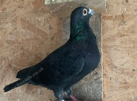 Black cock racer racing pigeon