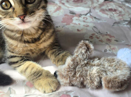 Female Tabby kitten