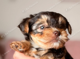 Yorkshire terrier biewer chocolate/ chocolate & tan