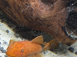 Panda corys + Plecos