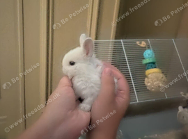 2 Female Rabbits for Sale