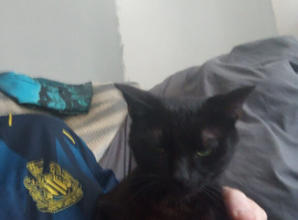 We have a male cat for sale 1 yr old &pound;30 no offers