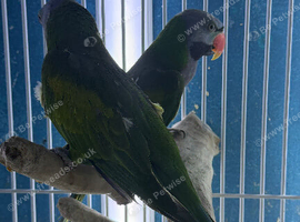 Darbiyn parrot Glasgow