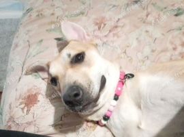 Belgium Malinois cross bully